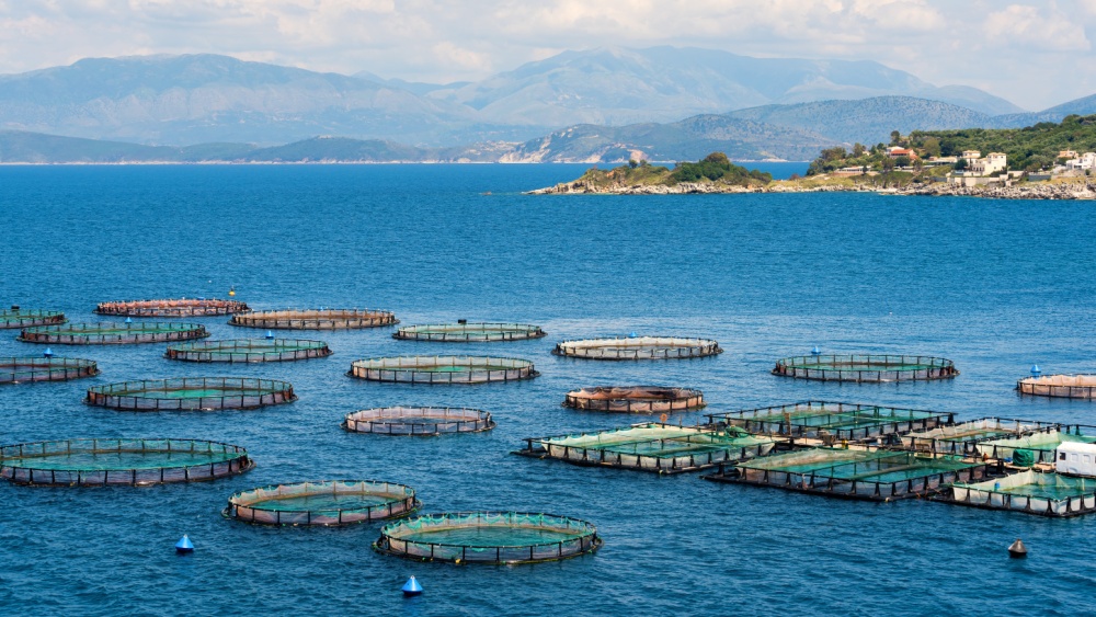 Akwakultura, fot. Vivoo/AdobeStock
