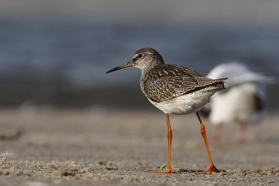Krwawodziób; fot. Andrzej Kośmicki