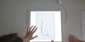 Uniwersytet Gdański i Fundacja MARE łączą siły. Startuje projekt reintrodukcji trawy morskiej fot. Krystian Bielatowicz/Fundacja MARE