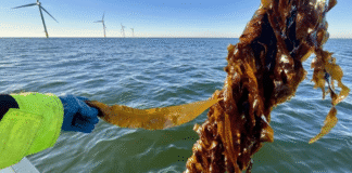Morska energetyka wiatrowa wydłuża sezon uprawy alg i wodorostów Uprawa algi na obszarze farmy wiatrowej, fot. Vattenfall