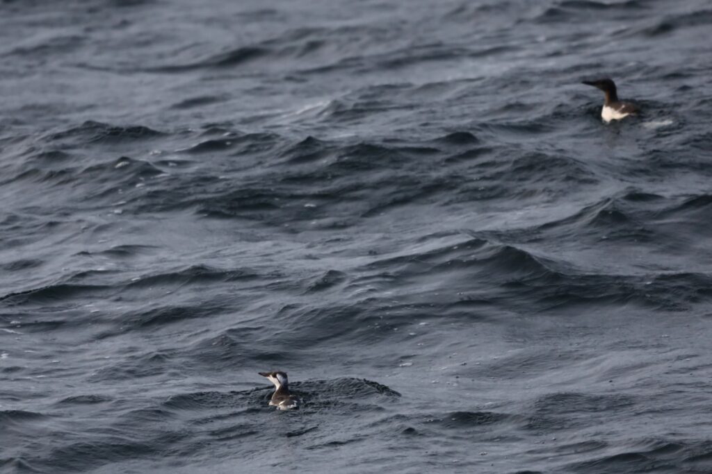 Badania dla Baltica 2, fot. Damiana Boroń, 3BIRD