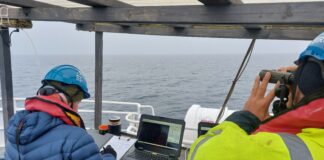 Inwestorzy policzyli ptaki na Bałtyku. Roczny monitoring potwierdził trafność lokalizacji farmy Baltica 2 Badania dla Baltica 2, fot. Marcin Dyduch, 3BIRD